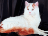 Turkish Van