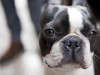 Understanding Canine Hypothyroidism