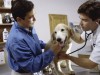 Happy dog at vet's