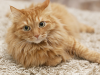 The Vet Files: Why Is My Cat Suddenly Peeing on the Floor?