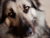 Von Willebrand's Disease in Dogs