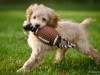Dog with Football