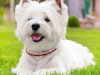 West Highland White Terrier