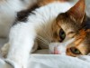 What is Bothering Your Cat? It Could Be Feline Allergies