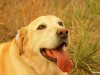 lab dog panting in field 