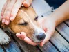 Person holding sick dog