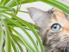 Why Do Cats Eat Plants, and Should I Be Worried?