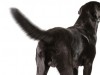 Black Lab wagging her tail
