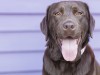 Chocolate Lab looking into the camera 