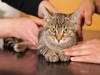 Why Does My Veterinarian Want to Test My Indoor Cat for FIV?