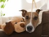 Dog on Couch With Stuffed Dog