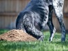 Why Dogs Dig