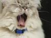 Why is My Cat Sneezing?