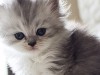 Why Should I Neuter My Kitten? 