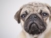 Pug