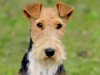 Wire Fox Terrier