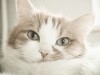 Your Cat's Heart: Feline Heart Disease