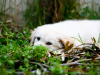 Dog lying in grass