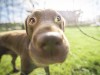 Is Your Dog’s Nose an Accurate Indicator of His Overall Health?