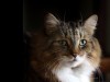 Is Your Seemingly Healthy Senior Cat Hiding Heart Disease?