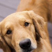 golden retriever 