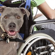 4 Paws for Ability: A Mission to Connect Service Dogs with Disabled Children