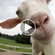 5 Awesomely Weird Animal Videos to Brighten Up Your Day