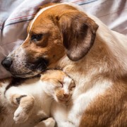 Picture showing a dog and cat together on bed implying the shared risk of chronic kidney disease