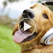 5 Fun Pet Music Videos