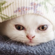 5 of the Sneakiest Pets