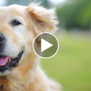 5 Videos That Will Make Your Day