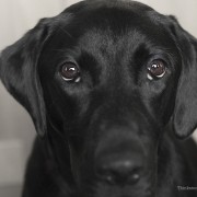 A New Virus Threatens Dogs: Circovirus