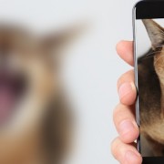 A Veterinarian’s Response to a Dangerous Viral Video