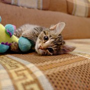 adopted cat plays with toy
