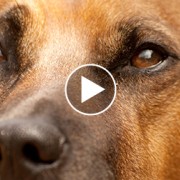 Close up of Rhodesian Ridgeback