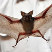 Bats 101