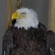 Bald Eagle Rescue Photos: X-ray