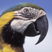 Parrot, close up