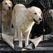 Golden Retrievers in a large car crate