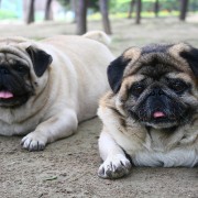 The Top 5 States for Pet Obesity