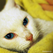 Cat Survives a fall from the 11th Floor