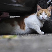 Cats, Cars and Cold: The Fanny Mae Story