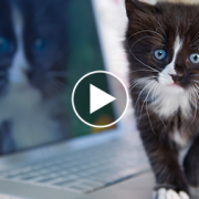 Cats Dominated The Viral Videos This Week–See How!