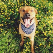 Best Dog Smiles