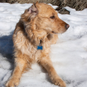 Golden Retriever in the Snow
