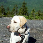 Golden Labrador on a mountain in Maine