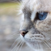 Couple Braves Avalanche to Save Sick Cat