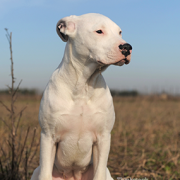 Courageous Dog Survives 9 Days Buried Under Tornado Wreckage