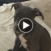 Jax 