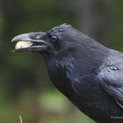 Crafty Crows: How Much Truth Did Aesop Know? 